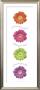 Gerbera Daisies by Anthony Matos Limited Edition Print
