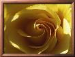 Yellow Rose by Laurent Pinsard Limited Edition Print