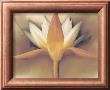Orange Lotus by Betsy Cameron Limited Edition Print