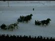 Troika Racing In Snow-Covered Moscow Hippodrome In Wintry Moscow by Carl Mydans Limited Edition Print