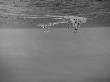 Battleship New Mexico Watching Planes by Carl Mydans Limited Edition Print