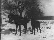 Two Horses Walking In The Snow In A Country Setting by Wallace G. Levison Limited Edition Print
