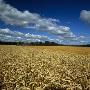 Wheat Crop Growing In A Field by Pal Hermansen Limited Edition Pricing Art Print