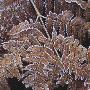 Close-Up Of Fern Leaves by Ove Eriksson Limited Edition Pricing Art Print