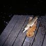A Dead Fish Lying On A Cutting Board On A Jetty In A Lake by Lars Wallsten Limited Edition Print