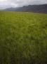 Panoramic View Of A Landscape by Bara K Kristinsdottir Limited Edition Pricing Art Print