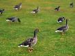 Geese Walking On Grass, Iceland by Bragi Thor Josefson Limited Edition Print