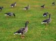 Geese Walking On Grass, Iceland by Bragi Thor Josefson Limited Edition Pricing Art Print