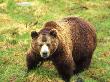 High Angle View Of A Brown Bear (Ursus Arctos) Standing In A Field by Hannu Hautala Limited Edition Print