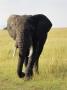 An Elephant by Jorgen Larsson Limited Edition Print