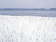 Reeds On A Snow Covered Lakeside, Finland by Kalervo Ojutkangas Limited Edition Print