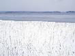 Reeds On A Snow Covered Lakeside, Finland by Kalervo Ojutkangas Limited Edition Pricing Art Print