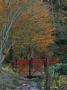 Batsford Arboretum, Gloucestershire - Oriental Bridge Spanning Stream, Acer Palmatum Shishigashira by Clive Nichols Limited Edition Print