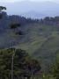 View In The Coffee-Growing Region, Near Manizales, Colombia by Natalie Tepper Limited Edition Print