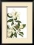 Magnolia I by Pamela Shirley Limited Edition Pricing Art Print