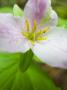 Spring Trillium In Bloom, Olympic National Park, Washington, Usa by Terry Eggers Limited Edition Print