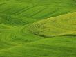 Hills Of Barley And Wheat, Palouse Country, Washington, Usa by Terry Eggers Limited Edition Print