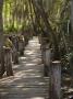 Boardwalk Through A Mangrove Forest, Celestun National Wildlife Refuge, Mexico by Julie Eggers Limited Edition Print