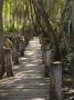 Boardwalk Through A Mangrove Forest, Celestun National Wildlife Refuge, Mexico by Julie Eggers Limited Edition Pricing Art Print