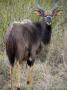 Male Nyala, Zulu Nyala Game Reserve, Kwazulu Natal, South Africa by Lisa S. Engelbrecht Limited Edition Print