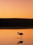 Wading Flamingo At Sunset, Atacama Desert, Chile by Michael Defreitas Limited Edition Print