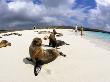 Cruise Passengers And Sea Lions, Galapagos Islands, Ecuador by Michael Defreitas Limited Edition Print