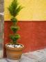 A Potted Plant, San Miguel De Allende, Guanajuato State, Mexico by Julie Eggers Limited Edition Print