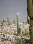 Saguaro Cactus Garden, Mexico by Eloise Patrick Limited Edition Pricing Art Print