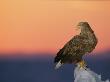 A White-Tailed Sea Eagle Perches On A Chunk Of Sea Ice At Sunrise by Tim Laman Limited Edition Pricing Art Print