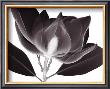Magnolia by Steven N. Meyers Limited Edition Print