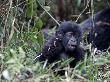 A Juvenile Gorilla In Its Habitat by Beverly Joubert Limited Edition Print