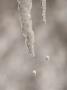 Magnification Of Icicles Dripping Water In Yosemite Valley by Phil Schermeister Limited Edition Print
