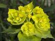 Flowers Of Euphorbia Serrata, L'euphorbe Dente, Or Spurge by Stephen Sharnoff Limited Edition Print