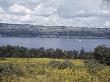 Sailboats Crowd Seneca Lake During A Race by Howell Walker Limited Edition Print