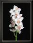 White Orchid by Sophia Katano Limited Edition Pricing Art Print