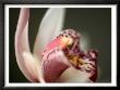 Orchid Portrait Ii by Nicole Katano Limited Edition Print