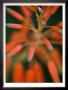 Flaming Flower Buds Ii by Nicole Katano Limited Edition Pricing Art Print