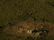 Aerial View Of African Elephant (Loxodonta Africana) by Beverly Joubert Limited Edition Print