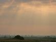 African Elephants, Loxodonta Africana, On A Plain And Sunlight Beams by Beverly Joubert Limited Edition Print