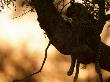 Silhouetted Leopard, Panthera Pardus, Resting In A Treetop Perch by Beverly Joubert Limited Edition Print