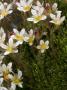 Small Flowers Of Saxifraga Moschata, Or Musky Saxifrage by Stephen Sharnoff Limited Edition Print