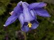 Purple Species Of Aquilegia, Or Wild Columbine by Stephen Sharnoff Limited Edition Pricing Art Print