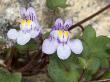 Cymbalaria Muralis, La Cymbalaire, Or Ivy-Leaved Toadflax, Kenilworth Ivy by Stephen Sharnoff Limited Edition Pricing Art Print