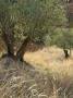 Old Olive Trees In An Orchard In Provence With Foreground Grass by Stephen Sharnoff Limited Edition Pricing Art Print