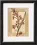 Polianthes by Vivien White Limited Edition Pricing Art Print