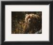 Brown Bear In Woods by Michelle Mara Limited Edition Pricing Art Print