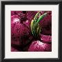 Onions by Alma'ch Limited Edition Print