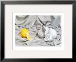 Lemon by Gilles Martin-Raget Limited Edition Print