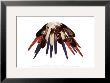 Winter Lightning by Al Lostetter Limited Edition Print