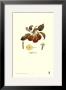 Pear, Bellifsime D'ete by Francois Langlois Limited Edition Print